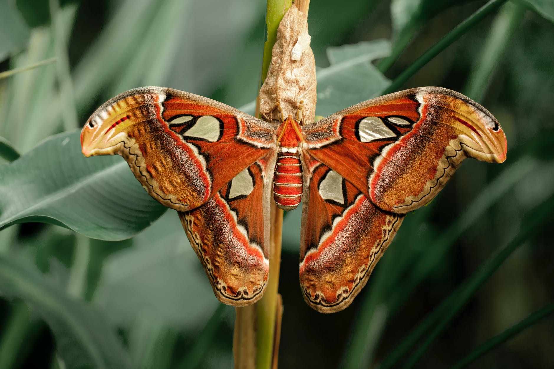 close up photography of atlas moth