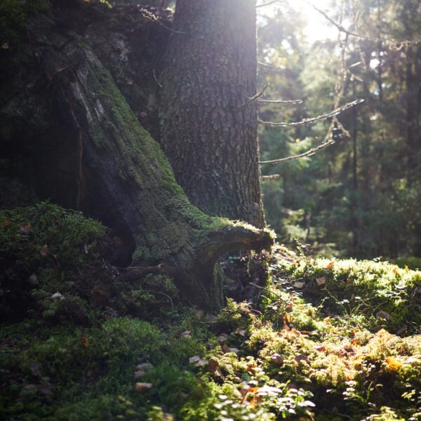 Vuosijuhlaviikon ohjelma 20.–26.10.25